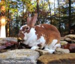 Narrow Gate Rabbitry
