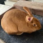4D Bunny Ranch