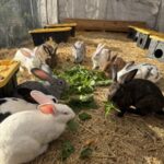 A&M Rabbitry