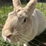 ART’s Cremè d’Argents