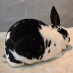 Abbeg Acres Rabbitry