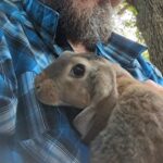Barbed 3 Bunnies