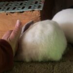 Bluebees Rabbitry