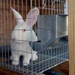 Blueberry Pine Rabbitry