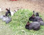 Borealis Rabbitry Borealis Rabbitry
