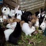Bristol Meat Rabbits