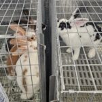 Brundidge Bunny Barn