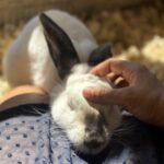 Bunny Barn