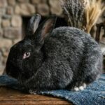 Bunny Bungalow