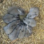 Chickadee Spring Farms Chickadee Spring Farms