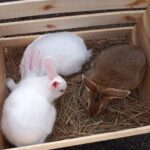 Citrus Heights Rabbitry