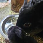 Cottage Lane Rabbitry