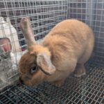 Deep South Rabbitry, LLC