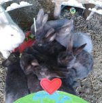 Fairyland Silver Fox Rabbitry