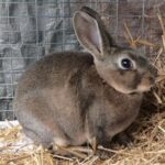 Feathered by Faith Homestead