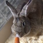 Feral Kids Rabbit Farm