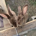 Garden of Eden Farmstead