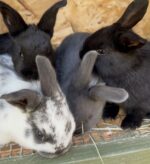 Gold River Homestead