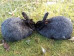 Golden Hills Rabbitry