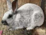 Grand Jeté Rabbitry