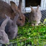 Happy Rabbits