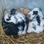 Her Farmstead Rabbitry