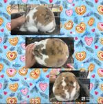 Hidden Home Rabbitry