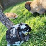 Holt Rabbitry