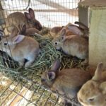 Hutch Bunch