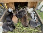 It’s a Wonderful Life Rabbitry