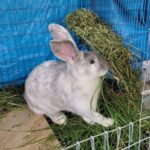 J&S Rabbitry