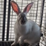 Jackalope Ridge Rabbitry