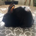 Joshua Tree Rabbitry