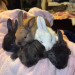 JozLynn’s Journey farm