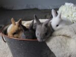 Kelchner Rabbitry