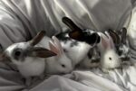 Keoni’s Kritters