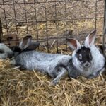 Larance Family Rabbitry