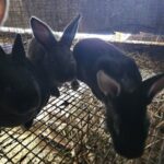 Lillies Bunny Burrow