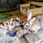 Little Creek Bunny Farm Little Creek Bunny Farm