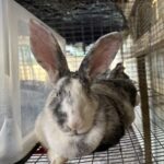 Liz’s Southern Hops and Lops