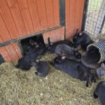 Longbottom Nursery