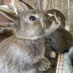 Michael’s Rabbitry