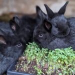 MidAtlantic Homestead