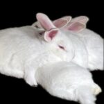Mini Farm Rabbitry