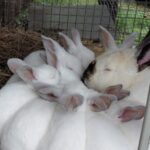 Misfit Farms Rabbitry