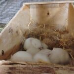 Molis Rabbitry