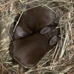 Mo’s Whimsy Rabbitry