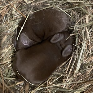 Mos-Whimsy-Rabbitry-meat-rabbits for sale -Virginia