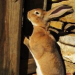 Narrow Gate Rabbitry Narrow Gate Rabbitry