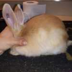 NeverEnding Rabbitry NeverEnding Rabbitry